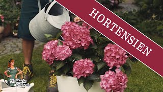 Hortensien pflanzen [upl. by Schnurr]