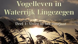 Aalscholvers in VOGELLEVEN IN WATERRIJK LINGEZEGEN deel 1 [upl. by Ahter]