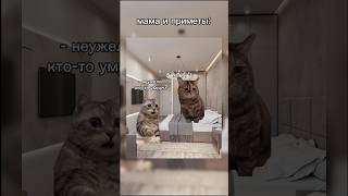 Мой ТГК «кися» 💋 футажи cat catmemes мемыскотами мамочка приметы рекомендации fypシ゚viral [upl. by Butler]