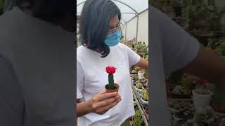 Buying Plants🪴for HOME GARDEN SETUP 😍🌼 newtsp gamingcouple vlog shorts [upl. by Ricardama]