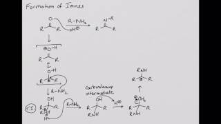 Formation of Imines [upl. by Gaulin]