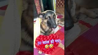 10 साल हो गएyoutubeshorts shortvideo germanshepherd viralshorts meme [upl. by Nyllek]