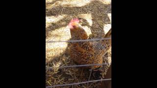 Mille Fleur Bantam Chicken egg song [upl. by Atwater811]