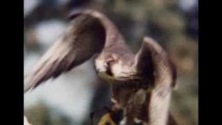 NATIONAL GEOGRAPHIC  DOCUMENTARIO UCCELLI RAPACI ITA DOCUMENTARY BIRDS OF PREY ASSASSINI VOLANTI [upl. by Elvah]