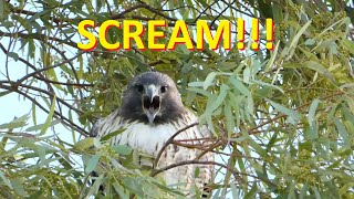 Red tailed Hawk SCREAM No Narration [upl. by Namlas]