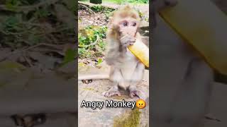 angry monkey  monkey power monkey bandar shortsvideo [upl. by Schaper551]