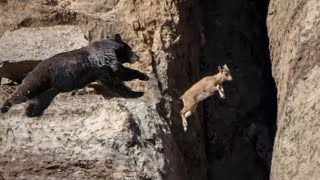 Bear Falls Off Cliff Stunned GravityDefying Mountain Goats [upl. by Jaynes]