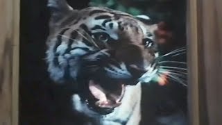 Tiger enters Shashi Kapoors house  Jaanwar Aur Insaan  Action Scene 1115 [upl. by Oidale327]