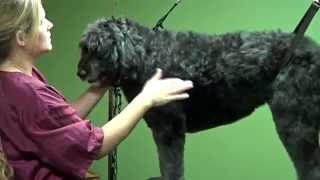 Grooming a Doodle  Natural amp Puppy Cut Trailer [upl. by Dymphia484]