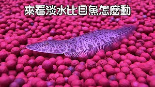 來看淡水比目魚怎麼動Cynoglossus feldmanni [upl. by Eduj]