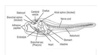 Ascidian tadpole larva [upl. by Leo]