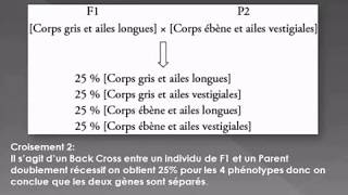 Le Dihybridisme cas des gènes indépendants [upl. by Tirb]