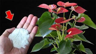 Just Sprinkle 1 Spoon Suddenly Weak Anthurium Blooms Like An Arrow [upl. by Anaitit]