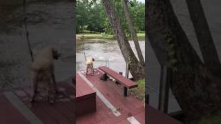 Dogs Buster amp Jazz panic when owner swings out and falls into lake then swim out to rescue him [upl. by Josefa976]