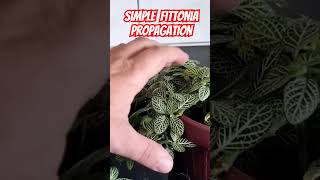 3 simple Fittonia propagation plants garden houseplants flowers propagation [upl. by Clarette]