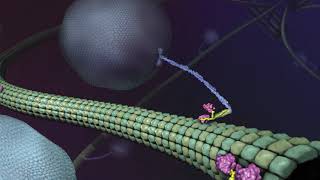 What is Kinesin Ron Vale Explains [upl. by Korey]