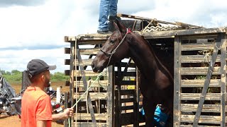 Corrida de Cavalos  Prado Nossa Senhora Aparecida  Simplicio Mendes PI [upl. by Kendrah]