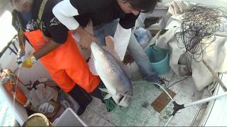 PESCATONA CON PALAMITO  DENTICIONE 3112011mp4 [upl. by Notsag146]