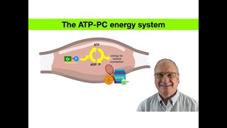 The ATPPC energy system highintensity anaerobic energyproduction creatinesupplement creatine [upl. by Naesar]