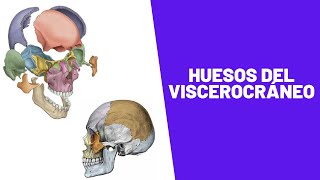 Huesos de la Cara ò Viscerocráneo [upl. by Iilek]