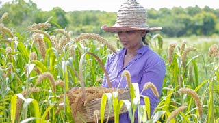 Foxtail Millet harvesting Thana hal and make sweet  mali cooking [upl. by Oys]