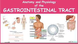 Anatomy and Physiology of the Gastrointestinal Tract Simplified [upl. by Hillegass]