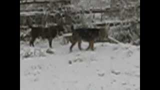 Airedale terrier spielen w Chesapeake Schnee im November 2012 [upl. by Geiger]