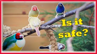 Can You Keep Different Bird Species Together in a Single Aviary Mixed Aviary birds [upl. by Penni]