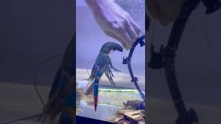 Giant Blue Lobster Saved From Net😱🦞 [upl. by Eilloh724]