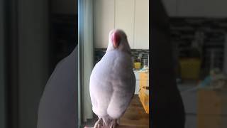 Head bounce newjeans dance birds parrot cute funnyanimals indianringneck pets shorts fyp [upl. by Ssilb]