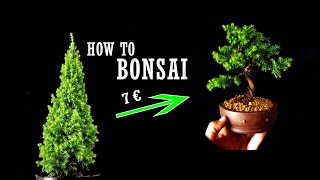 Bonsai Design in 1 minute  Commercial Chamaecyparis Thyoides [upl. by Esylle]