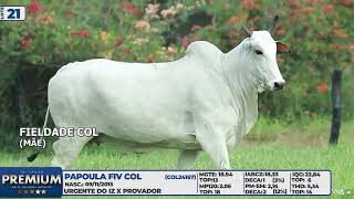 LOTE 21 PAPOULA FIV COL [upl. by Ahsikram]