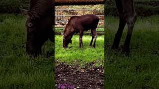 Lüneburg Heath Wildlife Park  Der Elch ist der größte Vertreter der Familie der Hirsche [upl. by Enidaj55]