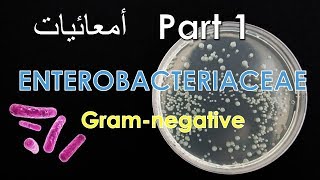 Enterobacteriaceae البكتيريا السالبة لصبغة جرام Salmonella Escherichia coli  Part 1 [upl. by Enrahs215]