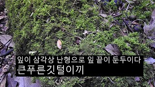 큰푸른깃털이끼 Thuidium subglaucinum Cardot [upl. by Eloisa]