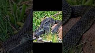 Top 10 poisonous Snakes  snakes in the world  snake deadly [upl. by Acirtap391]