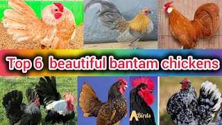 Top 6 most beautiful bantam chickens  Serama bantam chicken  japanese bantam chicken  game fowl [upl. by Janicki571]