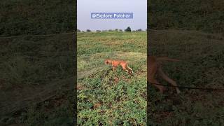 Common Quail Hunting 2023  Quail Hunting with Nett and Dogs shikar [upl. by Shelburne]