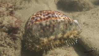 Cypraea tigris  Tiger Cowry [upl. by Agee]