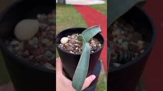 Welwitschia mirabilis 16 months old [upl. by Lamberto]