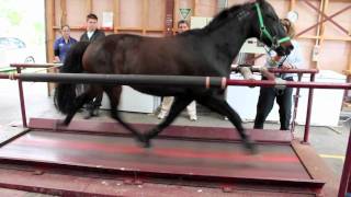 Horse on a treadmill [upl. by Colombi]