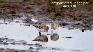 Semipalmated Sandpiper 半蹼濱鷸 [upl. by Maria]