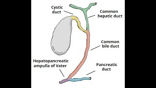 biliary treebiliary tractpathway of bile in bangla [upl. by Ydnac]