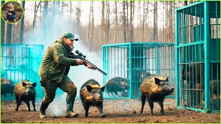 More Than Million Wild Boars Lay Down What Methods Do American Hunters And Farmers Use [upl. by Ogirdor]