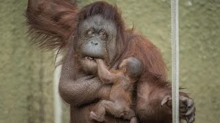 Proud Mum Shows Off Baby Orangutan ZooBorns [upl. by Bohs60]