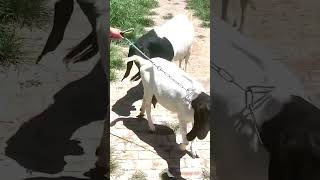 good enjoy short morning goats village life 204 [upl. by Elokin955]