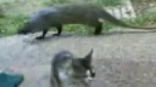 BML25070816132 ichneumon Mongoose and cats [upl. by Senalda651]