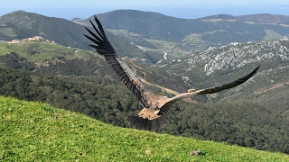 Release of Griffon Vultures at Jbel Moussa northern Morocco [upl. by Chiang]