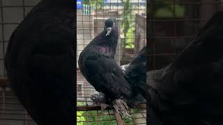 Black lakka…pigeon kabutar PARROTDIPANKAR THEBIRDSGLORY786 [upl. by Carling346]