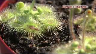 Carnivorous Plant Drosera Glanduligera Use Tentacles To Capture Insect [upl. by Nawud]